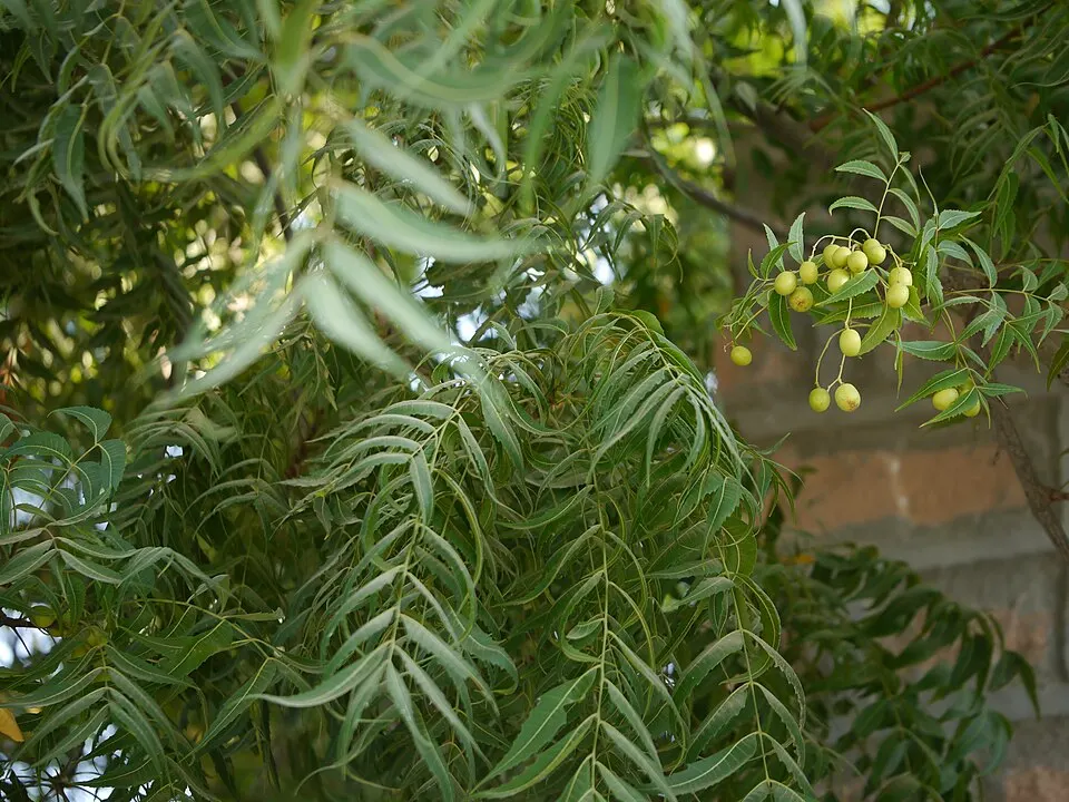 Neem (Azadirachta indica)