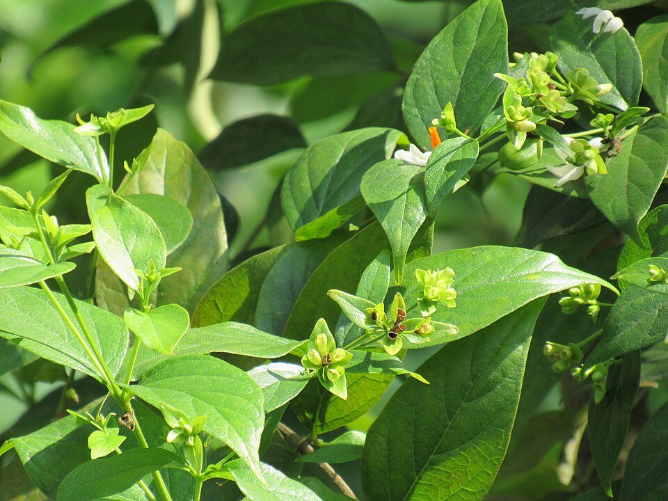 Night Jasmine (Parijat) plant