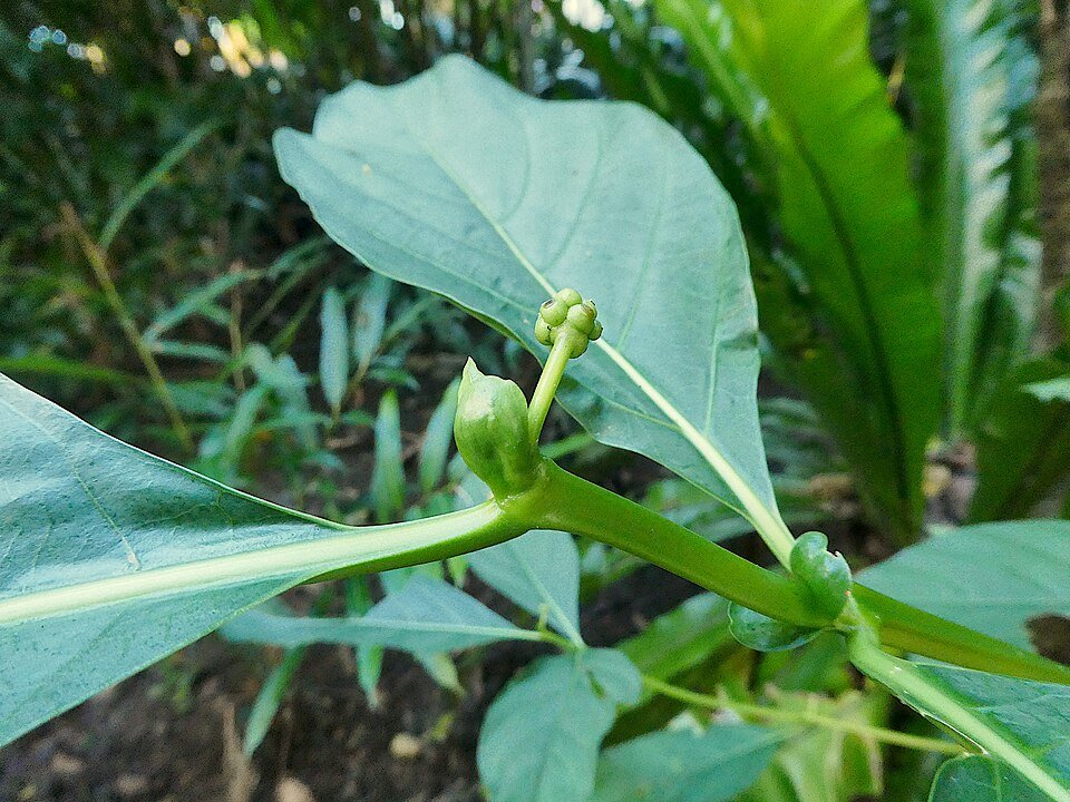 Noni plant