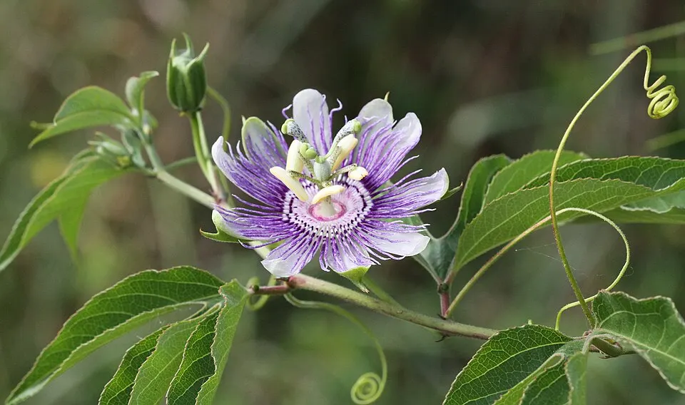 Passion Flower (Passiflora incarnata)