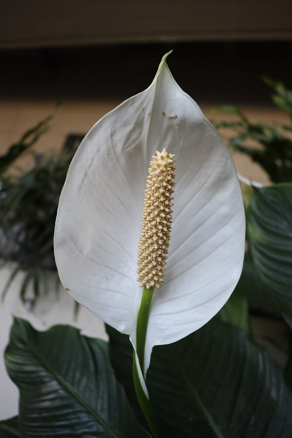 Peace Lily plant