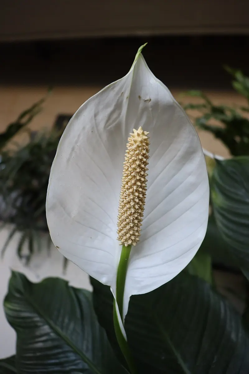 Peace Lily (Spathiphyllum wallisii)