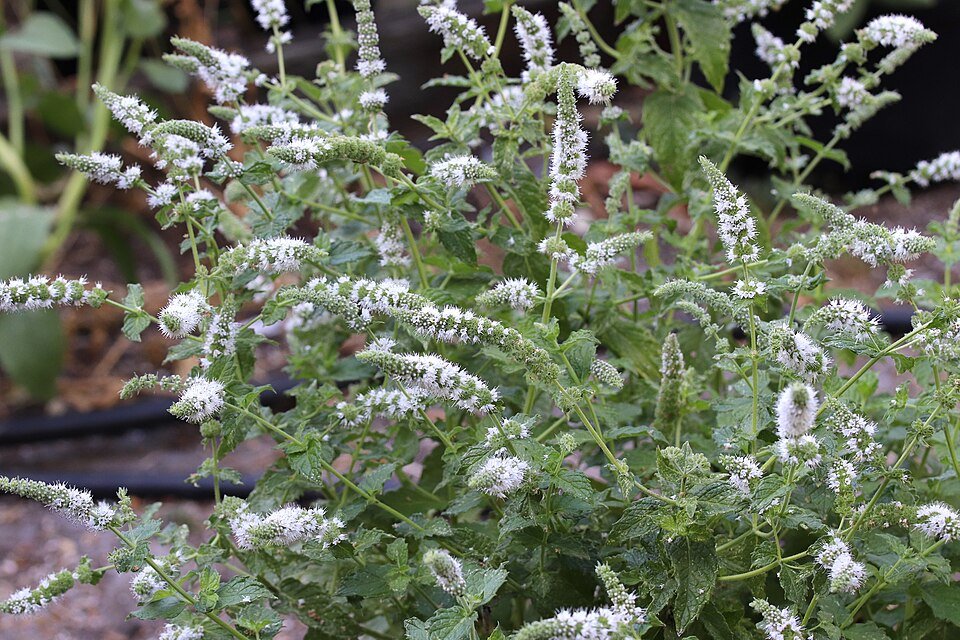 Peppermint plant