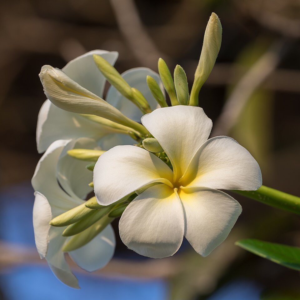 Plumeria (Champa) plant