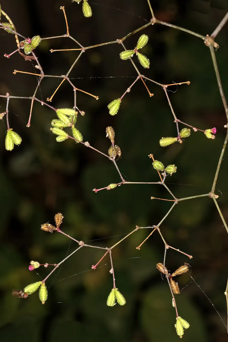 Punarnava (Boerhavia diffusa)