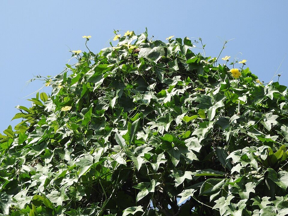 Ridge Gourd (Turai) plant
