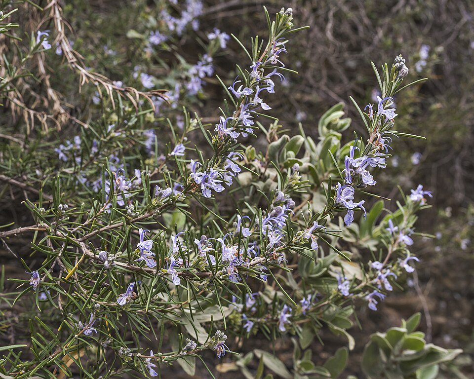 Rosemary plant