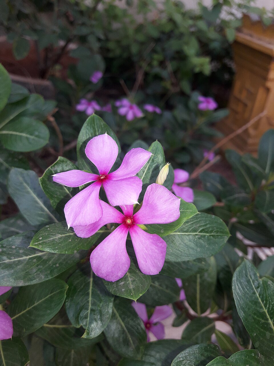 Periwinkle (Sadabahar) plant
