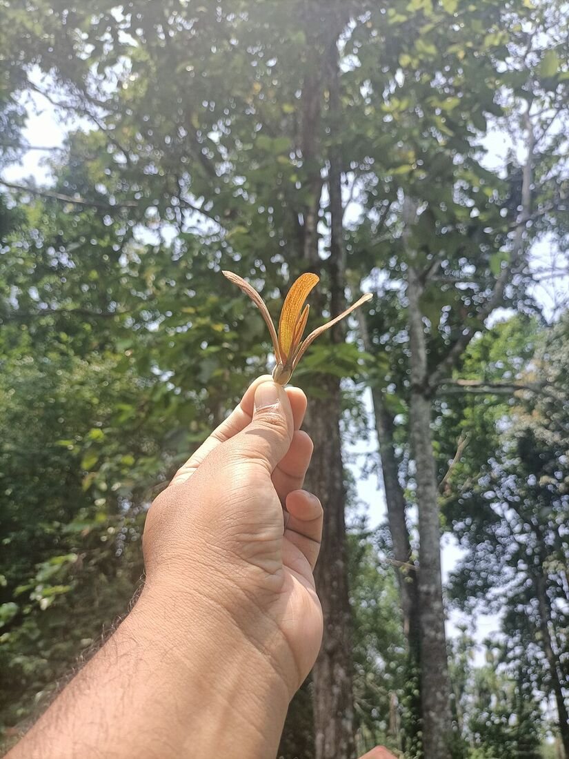 Sal Tree plant