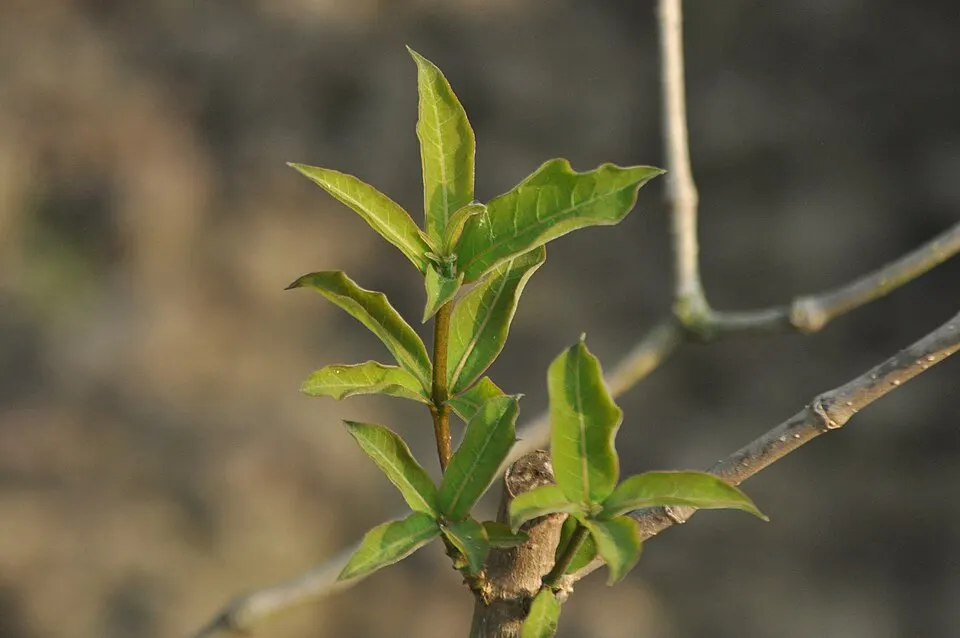Sarpagandha (Indian Snakeroot) (Rauvolfia serpentina)