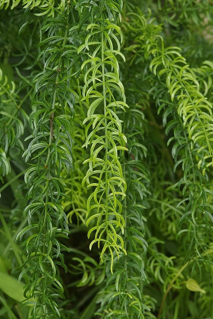 Shatavari plant