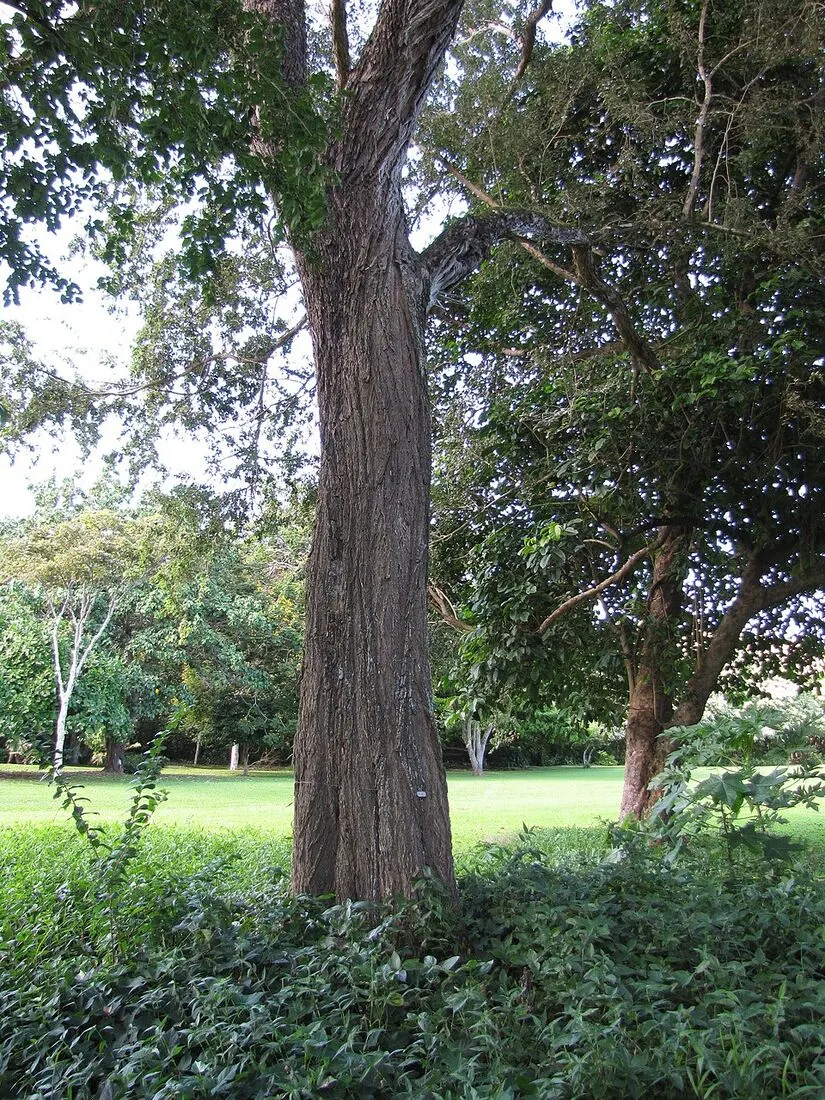 Shisham (Indian Rosewood) (Dalbergia sissoo)