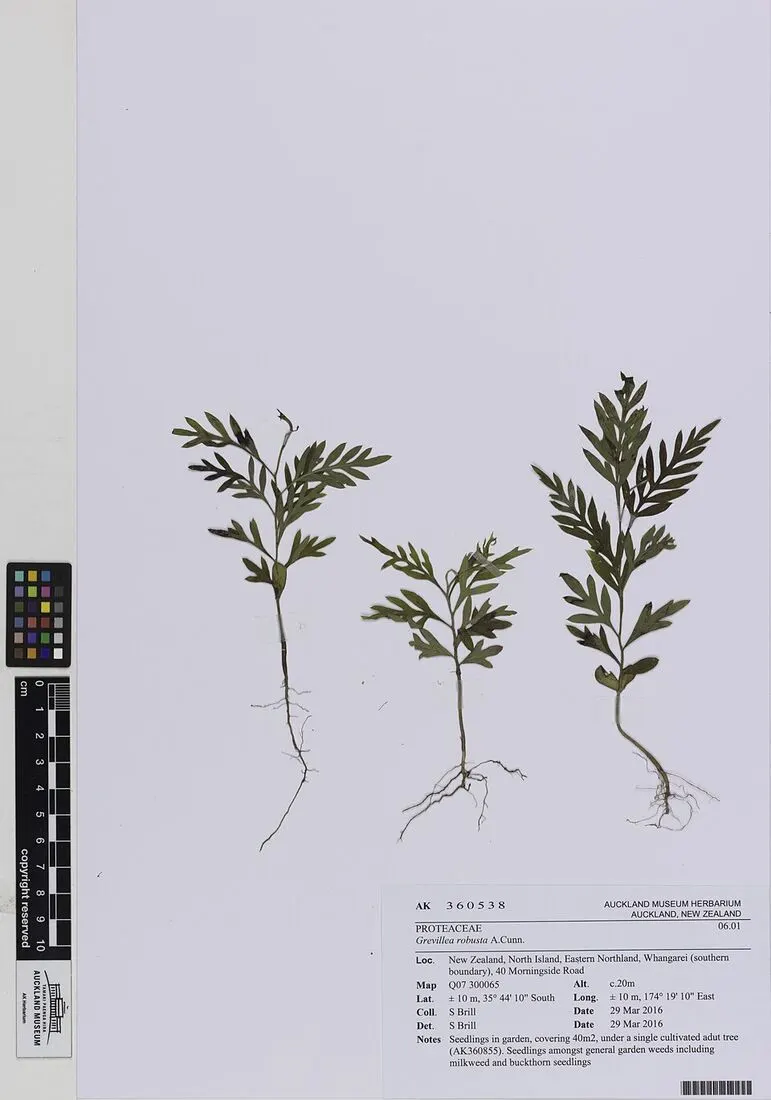 Silver Oak (Grevillea) (Grevillea robusta)