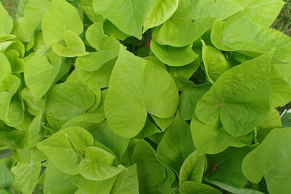 Sweet Potato plant