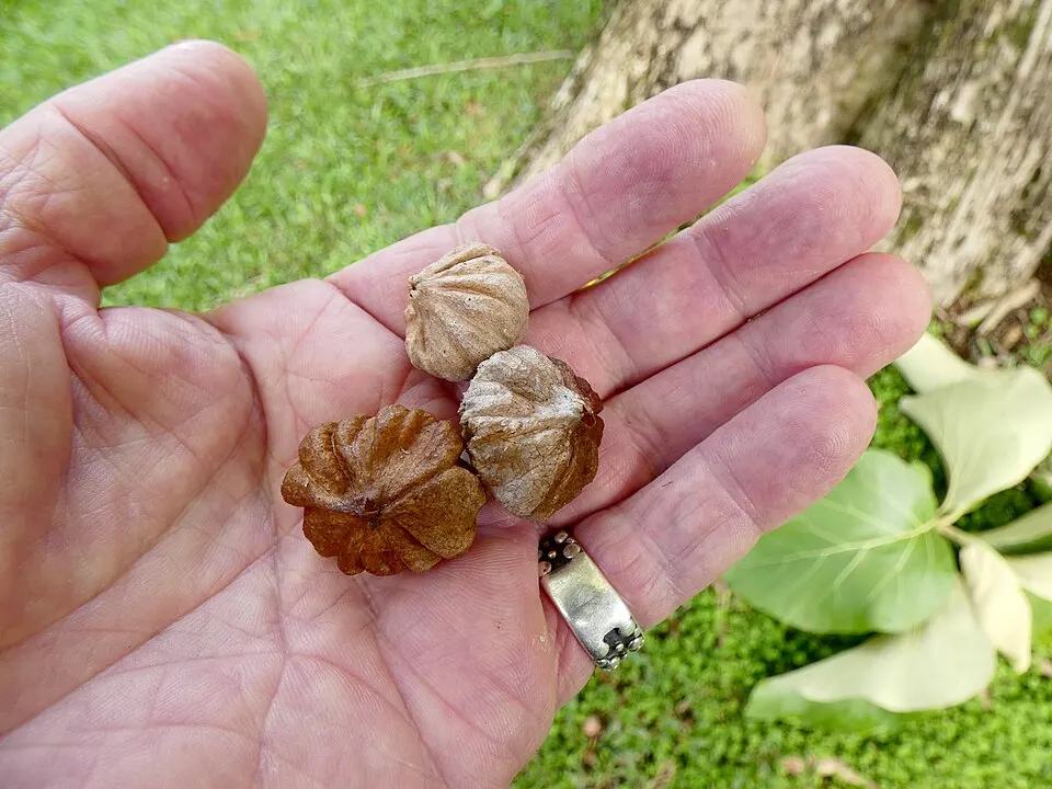 Teak (Sagwan) (Tectona grandis)