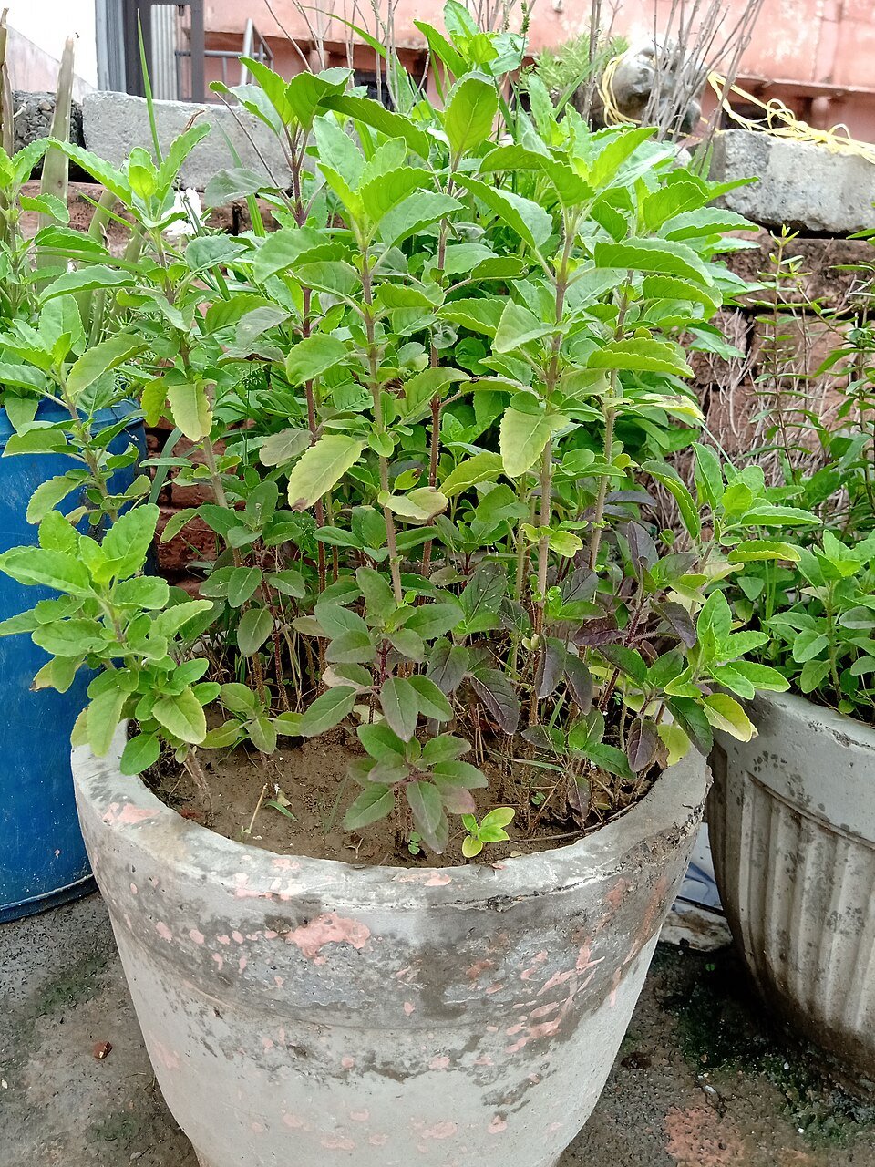 Tulsi (Holy Basil) plant