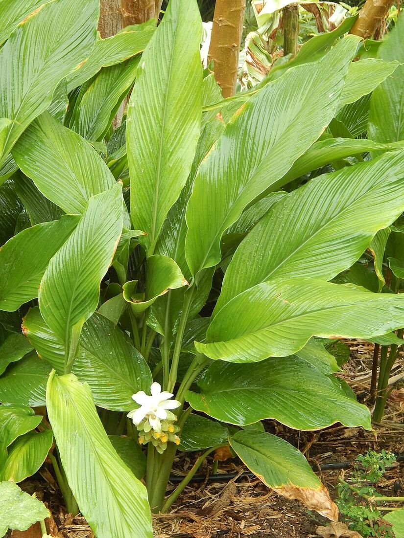 Turmeric plant