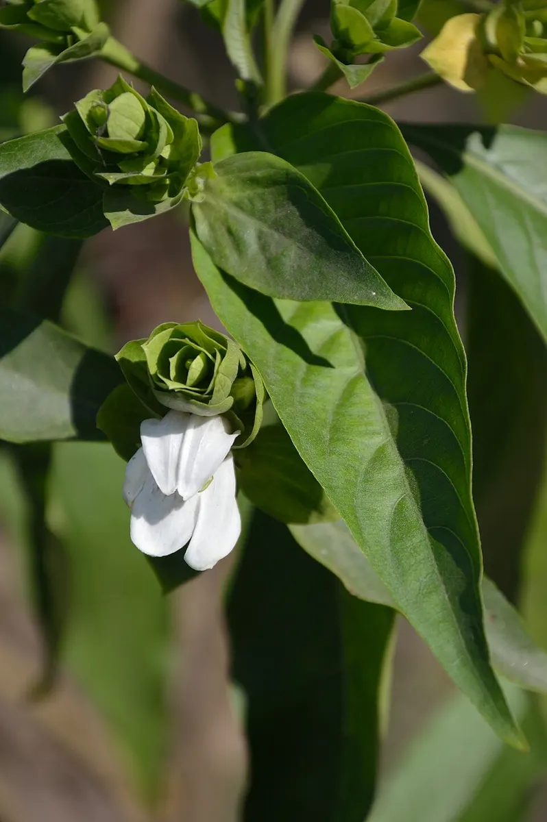 Vasaka (Malabar Nut) (Justicia adhatoda)