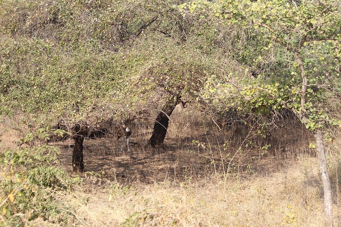 Pench Tiger Reserve: Pristine Teak Forests of Central India