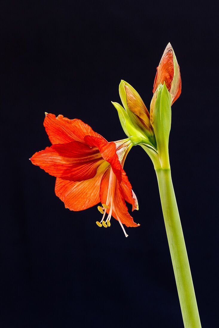 How to Propagate Indoor Plants from Cuttings & Leaves