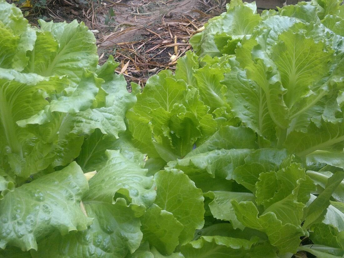 10 Natural Pest Control Methods Using Neem & Herbs