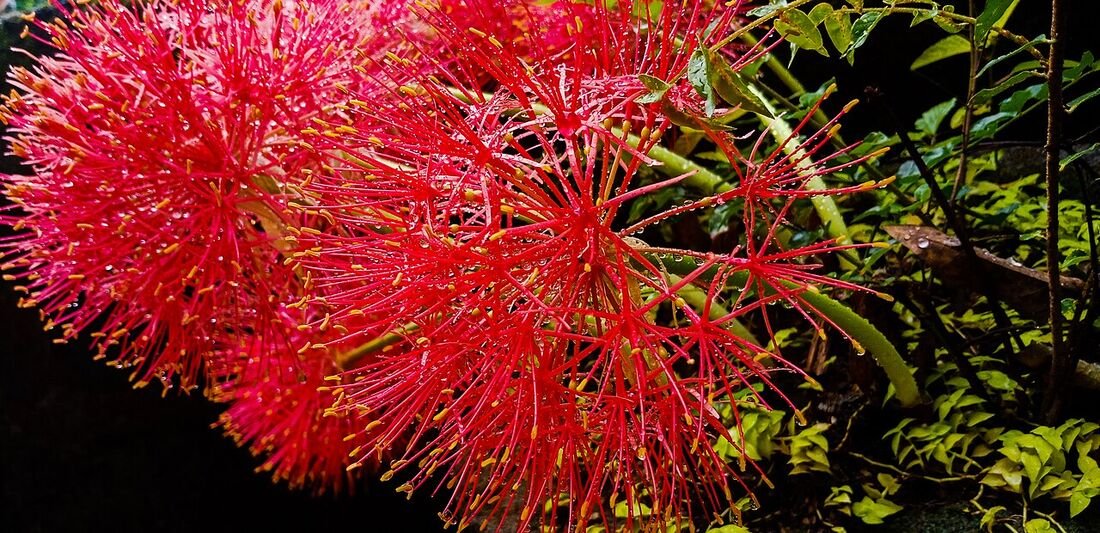 October–November Garden Care: Preparing for Winter