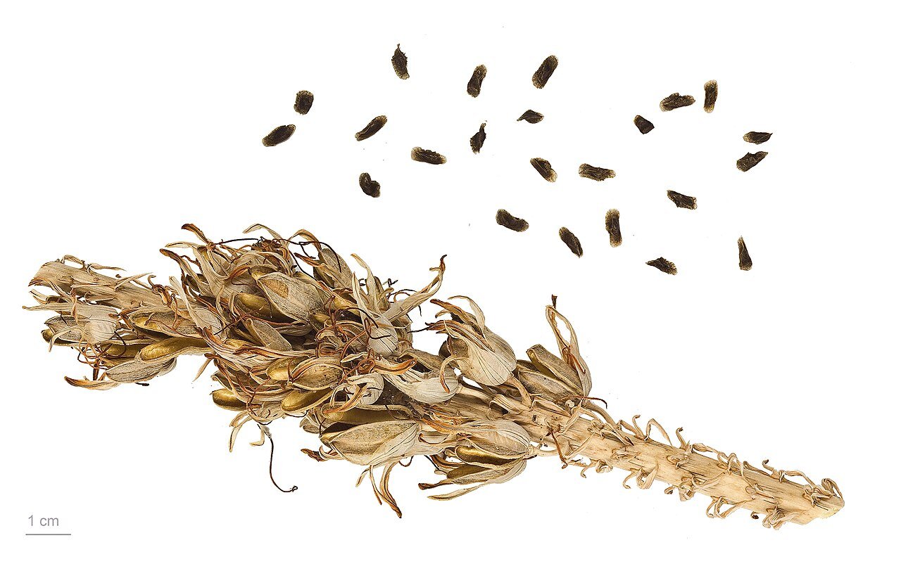 Medicinal Plants