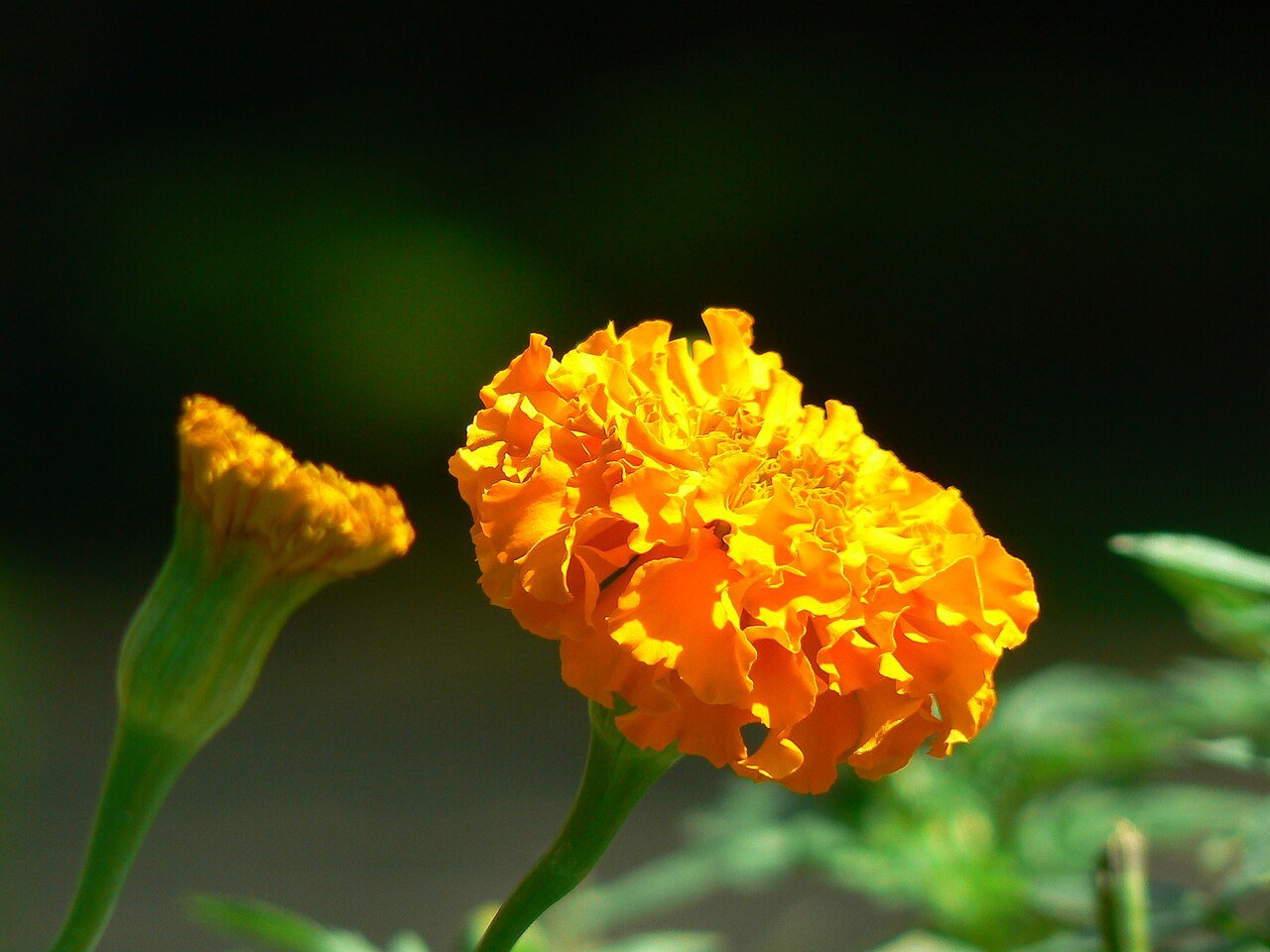 Ornamental Plants