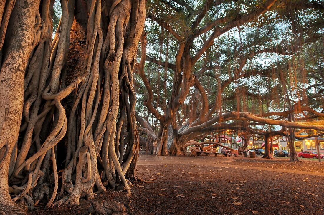 Trees